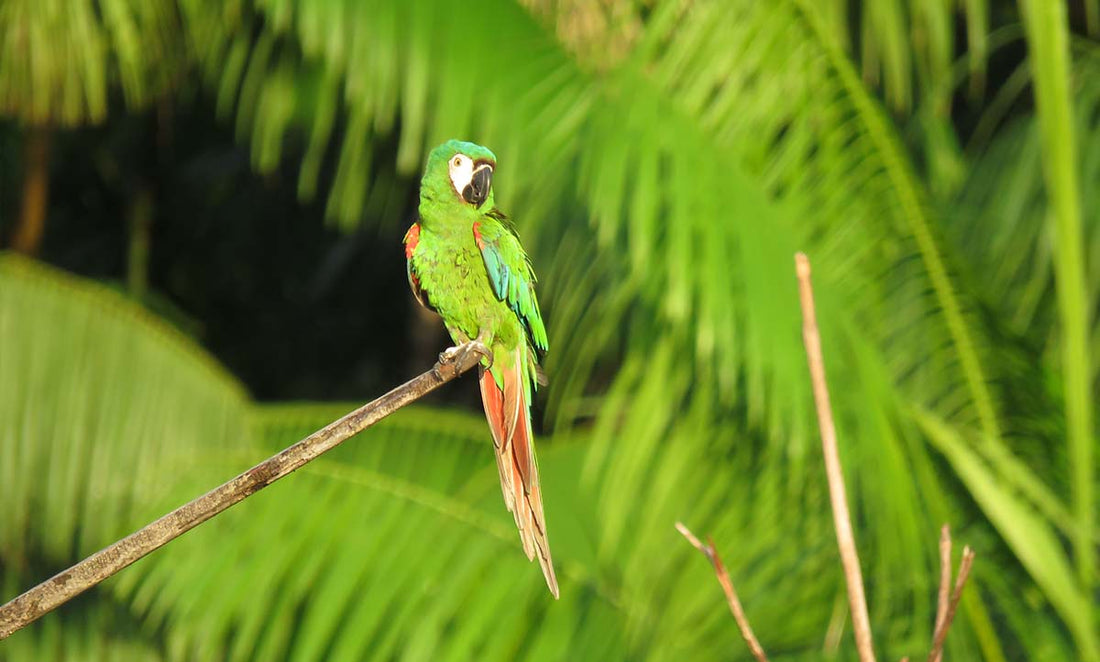 Can Parrots Eat Bacon? Discover the Surprising Truth!