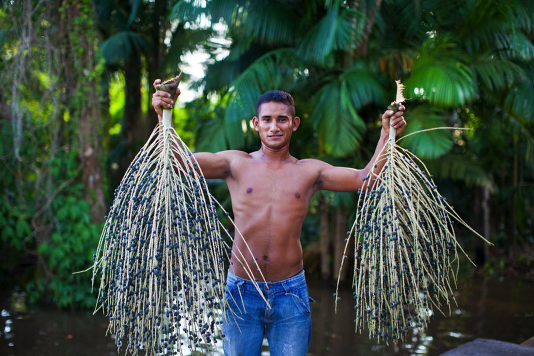Sambazon Fair Trade
