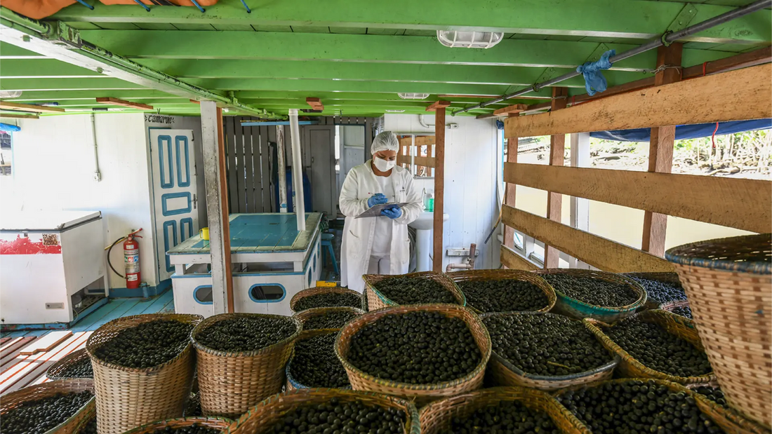 SAMBAZON Surveys Açaí Harvesters in the Amazon: Here's What They Said