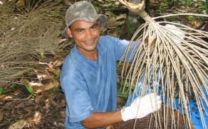 Freshly chopped Açaí branch