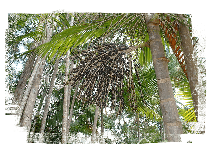 acai palm fronds with berries