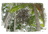 What is acai acai palm fronds with berries