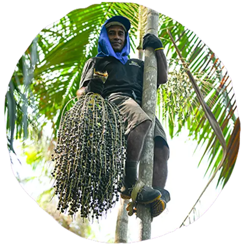 Palm To Palm Image 1