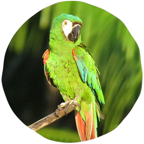 Palm To Palm Image 2